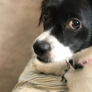 Meet your Posher, Trudy